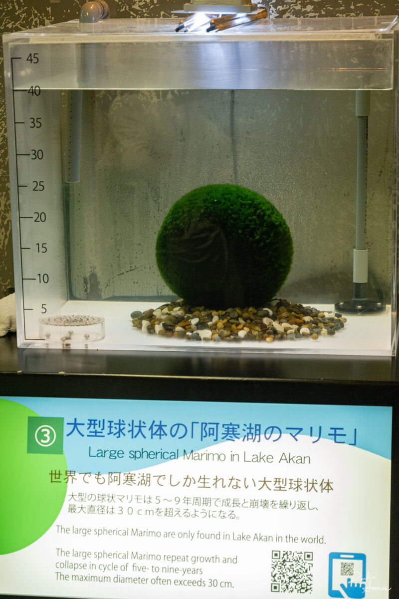 日本一周no 45 私の人生史上もっとも美しいと感じた湖 その名も オンネトー 北海道 クレヨンぶろぐ
